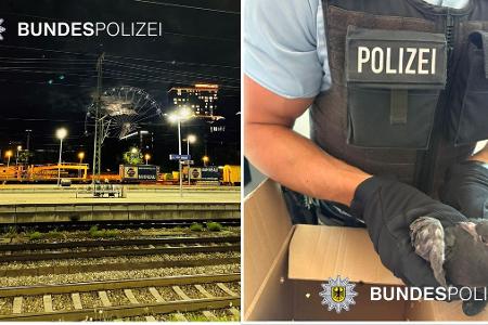 Die Bundespolizei betont nach ungewöhnlichem Taubeneinsatz, wann immer möglich wird versucht auch Tiere zu retten. Die Bundespolizei betont nach ungewöhnlichem Taubeneinsatz, wann immer möglich wird versucht auch Tiere zu retten.