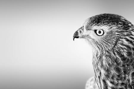 So unterscheidet man heimische Greifvögel