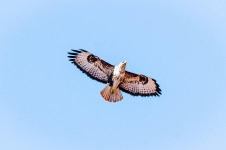 Kreisender Mäusebussard