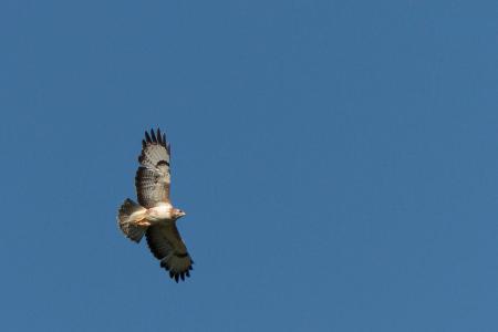 Etwas anderer Wespenbussard