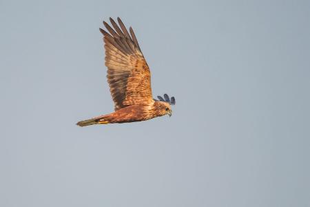 Wasservogel-Feind Rohrweihe