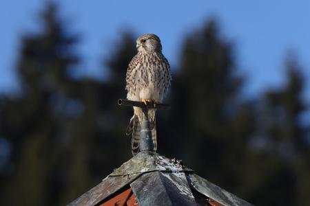 Nicht verwandter Turmfalke