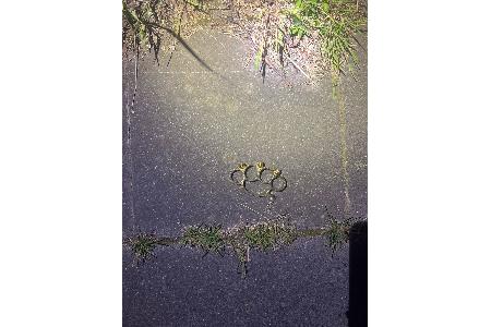 Schlagring Schlagring