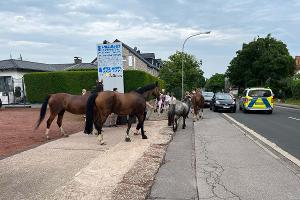Pferde ausgebüxt - Passanten und Polizei arbeiten Hand in Hand