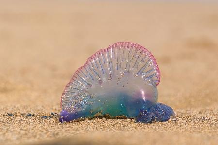 Portugisische Galeere Portugisische Galeere