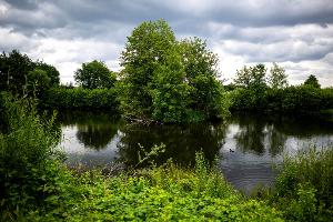 Entwarnung: Alligator-Video nicht aus Vechta