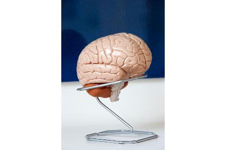 Dad Brain: Wie und wozu sich das Gehirn von Vätern verändert