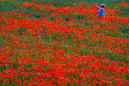 Rote Blütenpracht: Eine Frau fotografiert blühenden Mohn auf einem Feld in Mecklenburg-Vorpommern.