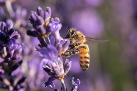 Sommer in Baden-Württemberg: Bei Sonnenschein und warmem Sommerwetter sitzt eine Biene auf den Lavendelblüten.
