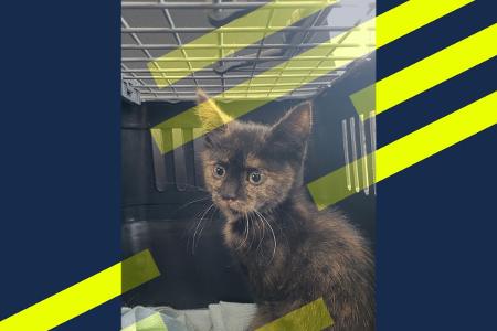 Katze Katze