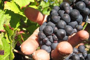 Prozess um "Weinlese der Schande" startet in Frankreich