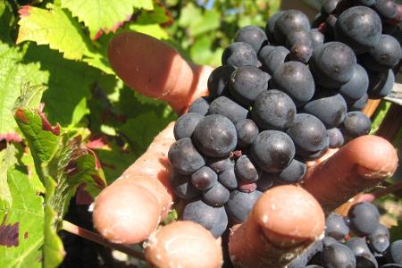 Die Weinlese in der Champagne ist Handarbeit. (Archivbild) Die Weinlese in der Champagne ist Handarbeit. (Archivbild)