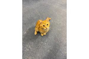 Schwetzingen / Rhein-Neckar-Kreis: Fundkatze zugelaufen - Besitzer gesucht!