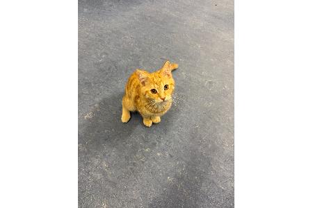 Fundkatze Fundkatze
