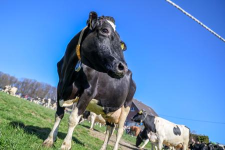 Aus einem Betrieb in Mecklenburg-Vorpommern wurde Bullensperma gestohlen. (Symbolbild) Aus einem Betrieb in Mecklenburg-Vorpommern wurde Bullensperma gestohlen. (Symbolbild)