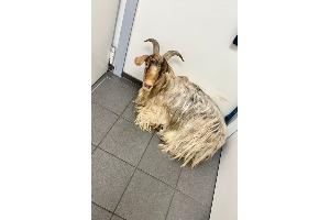 Dinslaken- Kein Bock auf Benzin/ Ungewöhnlicher Einsatz an der Tankstelle