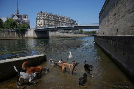 Sind das schon die Hundstag? Hunde baden in der Seine, während die Temperatur in Paris auf bis zu 32 Grad Celsius ansteigt.