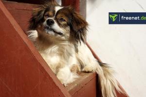 hundetreppe