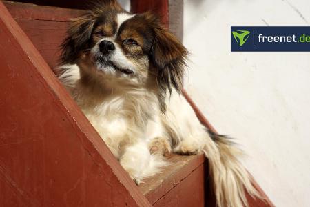 hundetreppe