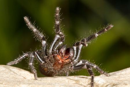 Sydney-Trichternetzspinne