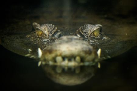 Krokodil