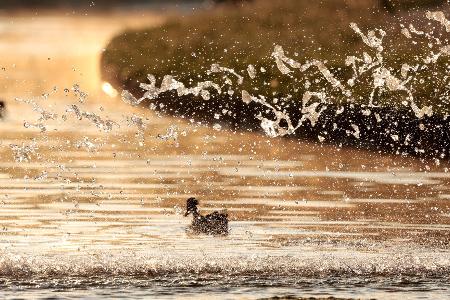 Die Bilder des Tages