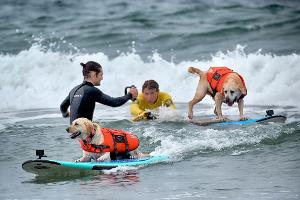 "Es gibt nichts Niedlicheres": Hunde wetteifern um Surftitel