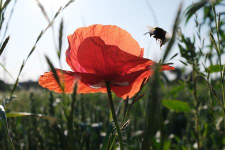 Pünktlich zum kalendarischen Sommeranfang an diesem Samstag steht Deutschland ein heißes Wochenende bevor. Pünktlich zum kalendarischen Sommeranfang an diesem Samstag steht Deutschland ein heißes Wochenende bevor.