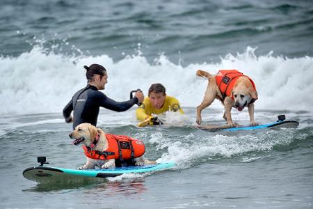 Rosie, ein zweieinhalb Jahre alter Labrador aus Santa Cruz, Kalifornien, startet auf einer Welle vor Charlie, einem zehn Jahre alten Labrador aus San Diego, bei der 28. Auflage der 