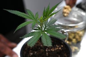 Veranstalter: 65.000 Besucher auf Cannabis-Messe