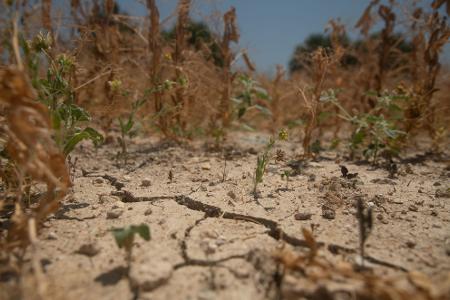 Bei Temperaturen bis 36 Grad im Schatten sind Felder in der Nähe des Dorfes Ariany auf Mallorca verdorrt und die trockene Erde reißt auf. 