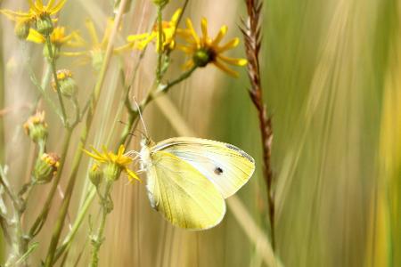 Naturschönheit in der Wiese: Ein Zitronenfalter sitzt auf einer Blüte in Köln.