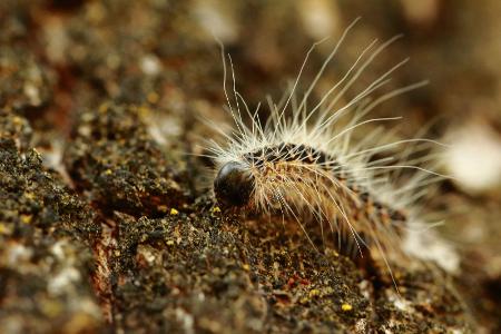Gefährliche Insekten