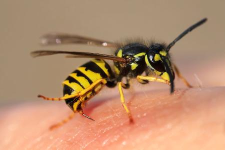 Wespen (Vespinae)