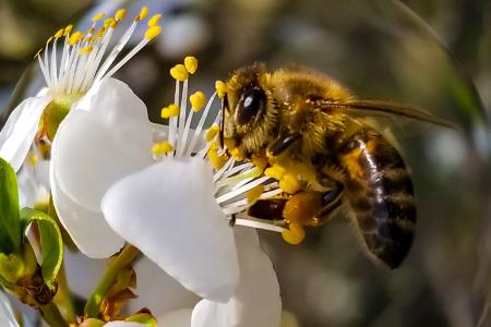 Honigbienen (Apis)