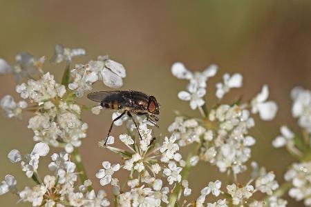 Wadenstecher/Wadenbeißer (Stomoxys calcitrans)