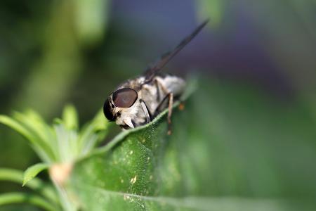 Pferdebremsen (Tabanus sudeticus)