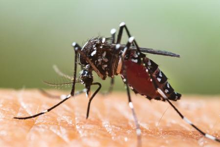 Asiatische Tigermücke (Aedes albopictus)