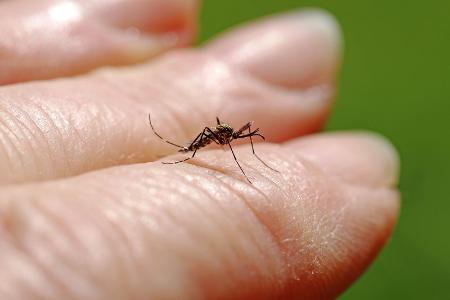 Asiatische Buschmücke (Aedes japonicus)