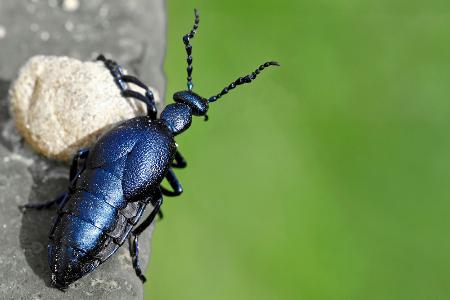 Schwarzblaue Ölkäfer (Meloe proscarabaeus)