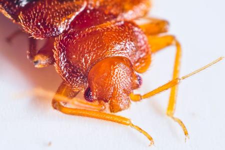 Bettwanze (Cimex lectularius, auch Hauswanze)
