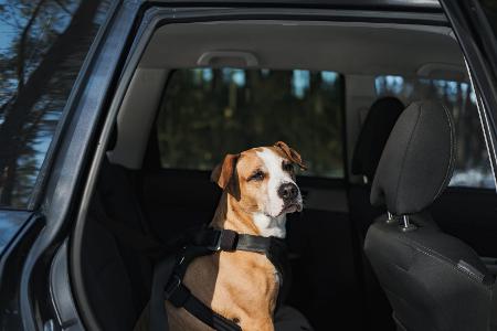 Anschnallpflicht für Hunde in Italien 