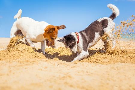 Achtung, Hund am Strand!