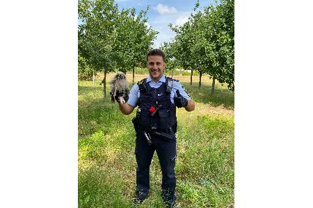 Polizist mit Eule (vermutlich Waldohreule) Polizist mit Eule (vermutlich Waldohreule)