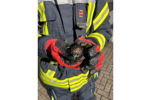 Vogel aus Dachrinne gerettet
