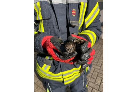 Gerettet (Foto: Feuerwehr Celle) Gerettet (Foto: Feuerwehr Celle)