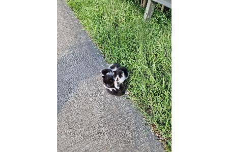 Katzen Autobahndreieck Ahlhorn