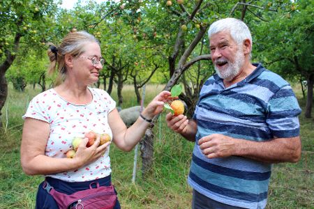 Mann und Frau stehen vor Obstbaum und begutachten Äpfel