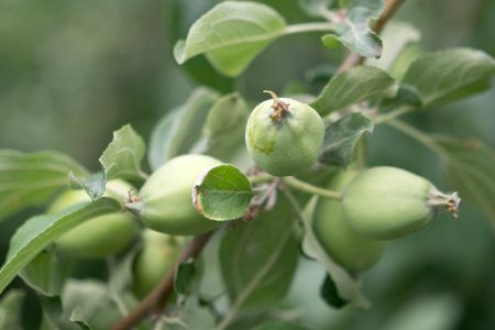 Unreife Äpfel am Baum