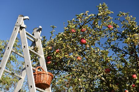 Leiter vor einem Baum mit reifen Äpfeln
